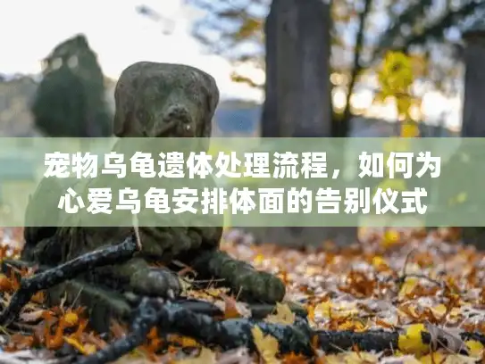 宠物乌龟遗体处理流程，如何为心爱乌龟安排体面的告别仪式