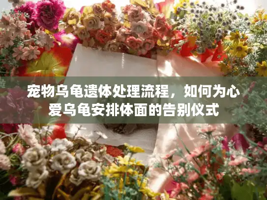 宠物乌龟遗体处理流程，如何为心爱乌龟安排体面的告别仪式