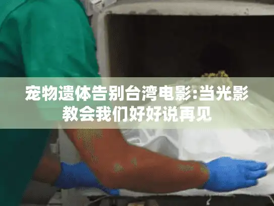 宠物遗体告别台湾电影:当光影教会我们好好说再见
