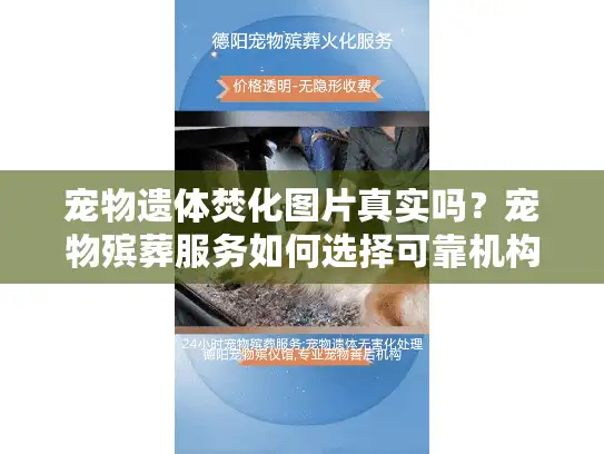宠物遗体焚化图片真实吗？宠物殡葬服务如何选择可靠机构？