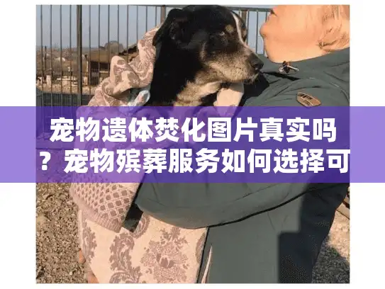 宠物遗体焚化图片真实吗？宠物殡葬服务如何选择可靠机构？