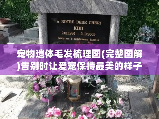 宠物遗体毛发梳理图(完整图解)告别时让爱宠保持最美的样子