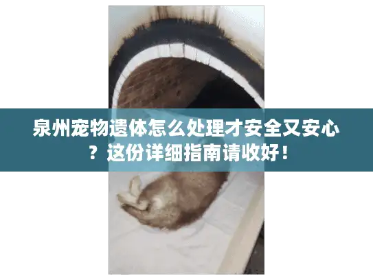 泉州宠物遗体怎么处理才安全又安心？这份详细指南请收好！
