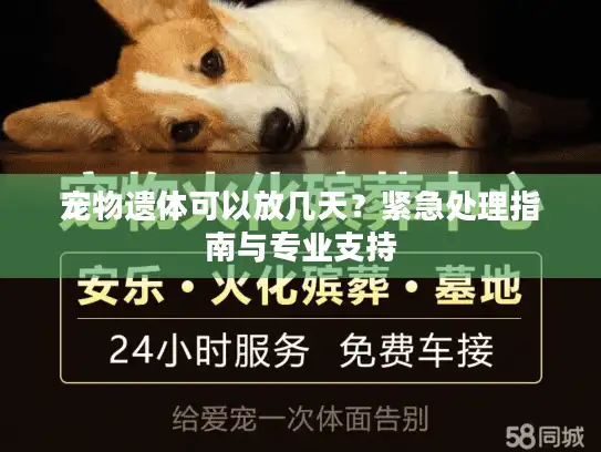 宠物遗体可以放几天？紧急处理指南与专业支持