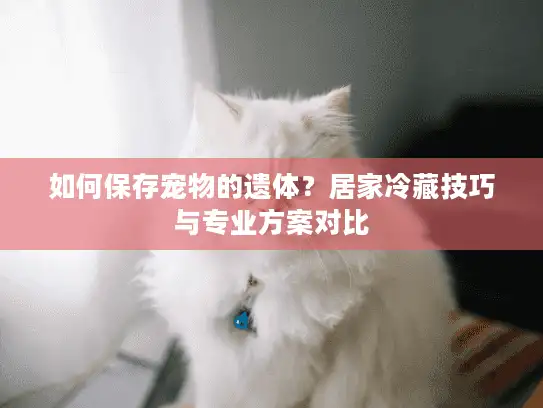 如何保存宠物的遗体？居家冷藏技巧与专业方案对比