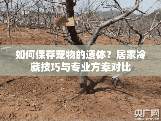 如何保存宠物的遗体？居家冷藏技巧与专业方案对比