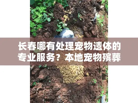 长春哪有处理宠物遗体的专业服务？本地宠物殡葬机构推荐指南