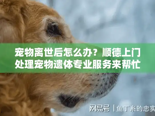 宠物离世后怎么办？顺德上门处理宠物遗体专业服务来帮忙