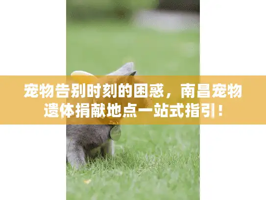 宠物告别时刻的困惑，南昌宠物遗体捐献地点一站式指引！
