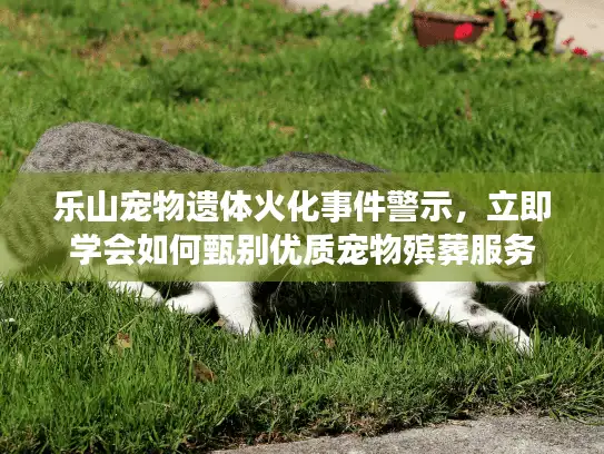 乐山宠物遗体火化事件警示，立即学会如何甄别优质宠物殡葬服务