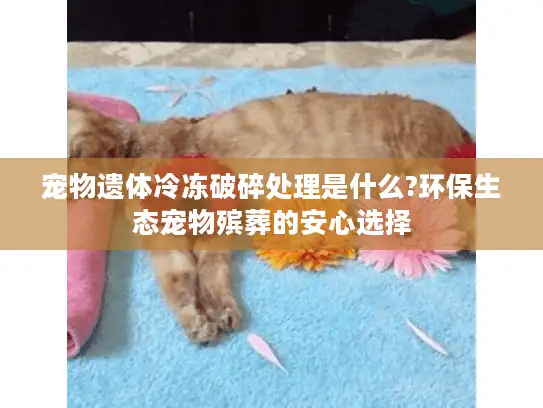 宠物遗体冷冻破碎处理是什么?环保生态宠物殡葬的安心选择