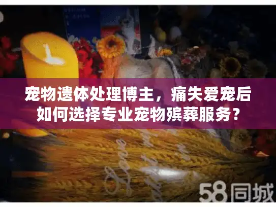 宠物遗体处理博主，痛失爱宠后如何选择专业宠物殡葬服务？