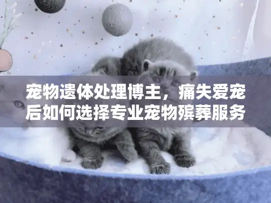 宠物遗体处理博主，痛失爱宠后如何选择专业宠物殡葬服务？
