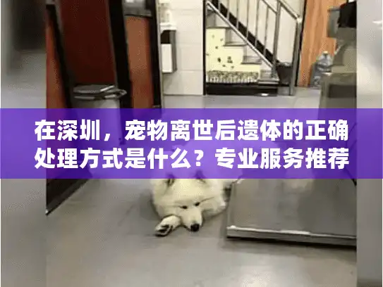 在深圳，宠物离世后遗体的正确处理方式是什么？专业服务推荐