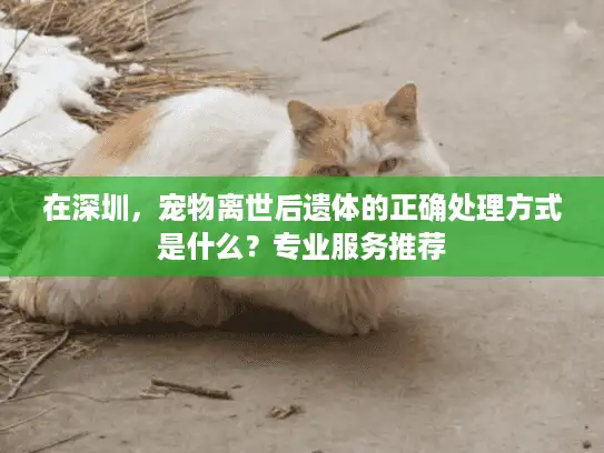 在深圳，宠物离世后遗体的正确处理方式是什么？专业服务推荐