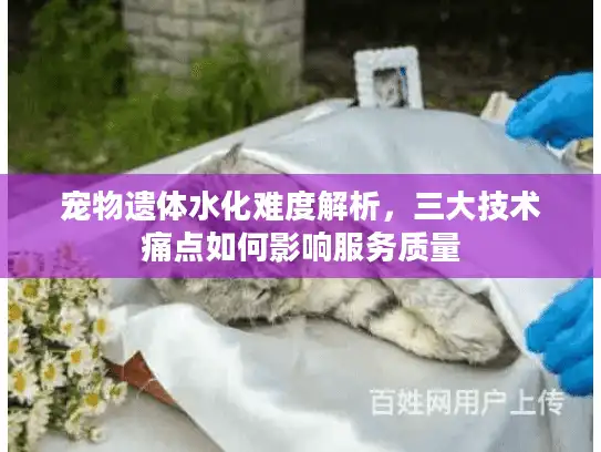宠物遗体水化难度解析，三大技术痛点如何影响服务质量