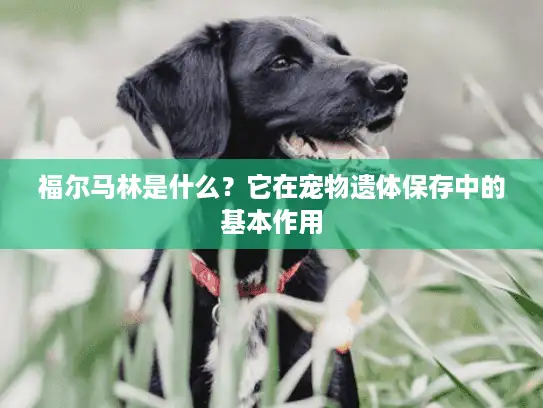 福尔马林是什么？它在宠物遗体保存中的基本作用