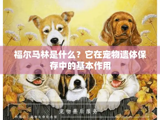 福尔马林是什么？它在宠物遗体保存中的基本作用