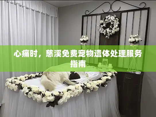心痛时，慈溪免费宠物遗体处理服务指南