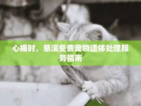 心痛时，慈溪免费宠物遗体处理服务指南