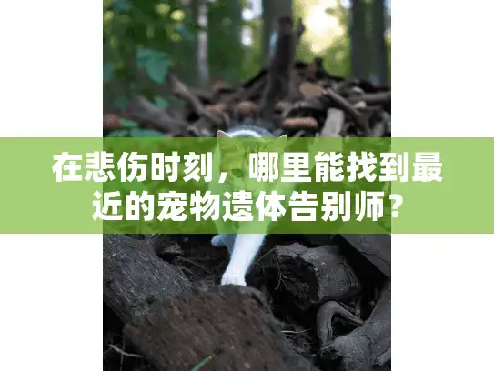 在悲伤时刻，哪里能找到最近的宠物遗体告别师？