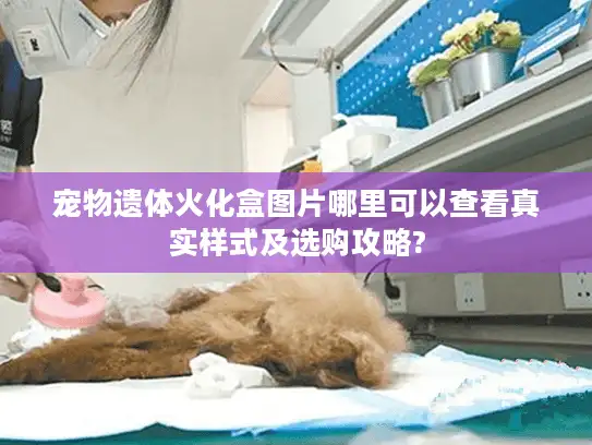 宠物遗体火化盒图片哪里可以查看真实样式及选购攻略?