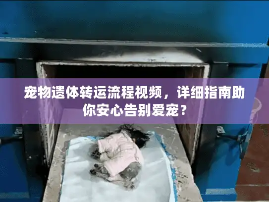宠物遗体转运流程视频，详细指南助你安心告别爱宠？