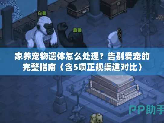 家养宠物遗体怎么处理？告别爱宠的完整指南（含5项正规渠道对比）