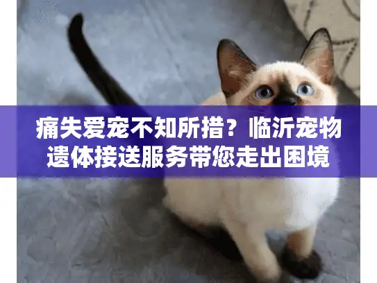 痛失爱宠不知所措？临沂宠物遗体接送服务带您走出困境