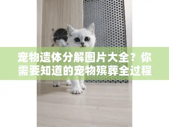 宠物遗体分解图片大全？你需要知道的宠物殡葬全过程