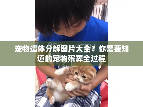 宠物遗体分解图片大全？你需要知道的宠物殡葬全过程