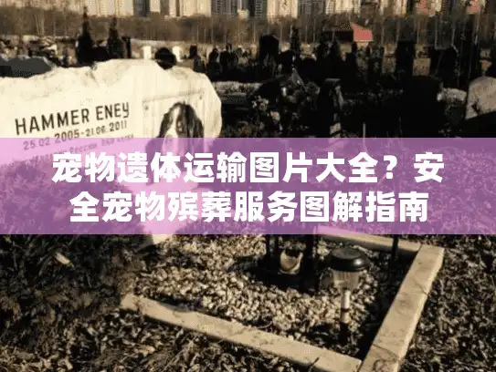 宠物遗体运输图片大全？安全宠物殡葬服务图解指南