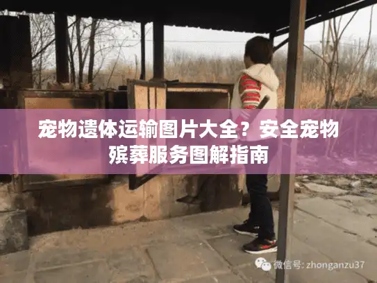 宠物遗体运输图片大全？安全宠物殡葬服务图解指南