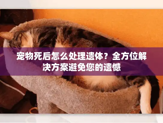 宠物死后怎么处理遗体？全方位解决方案避免您的遗憾