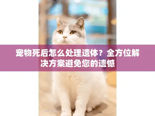 宠物死后怎么处理遗体？全方位解决方案避免您的遗憾