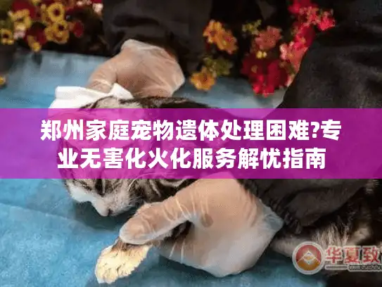 郑州家庭宠物遗体处理困难?专业无害化火化服务解忧指南