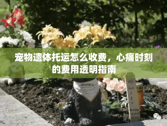 宠物遗体托运怎么收费，心痛时刻的费用透明指南