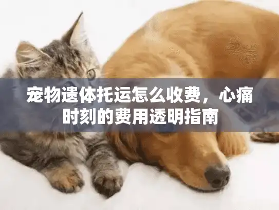 宠物遗体托运怎么收费，心痛时刻的费用透明指南
