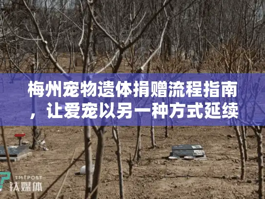 梅州宠物遗体捐赠流程指南，让爱宠以另一种方式延续生命