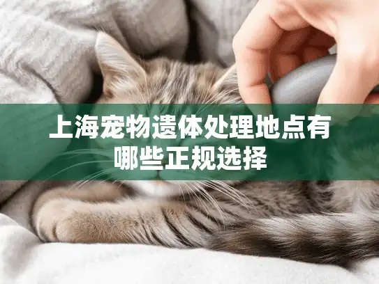 上海宠物遗体处理地点有哪些正规选择