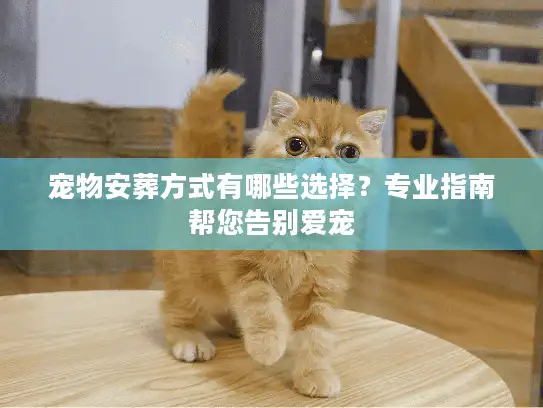 宠物安葬方式有哪些选择？专业指南帮您告别爱宠