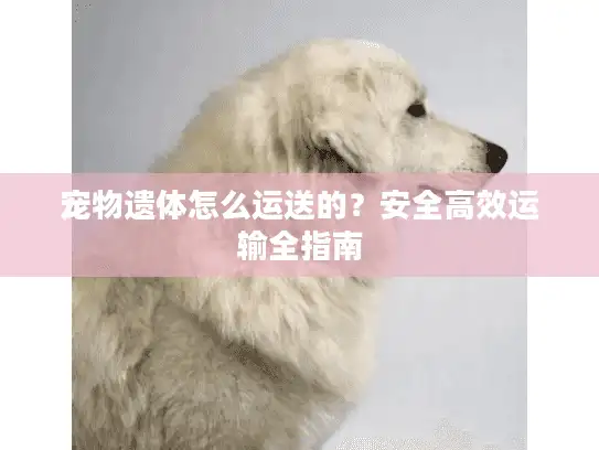 宠物遗体怎么运送的？安全高效运输全指南