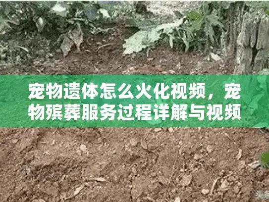 宠物遗体怎么火化视频，宠物殡葬服务过程详解与视频资源推荐
