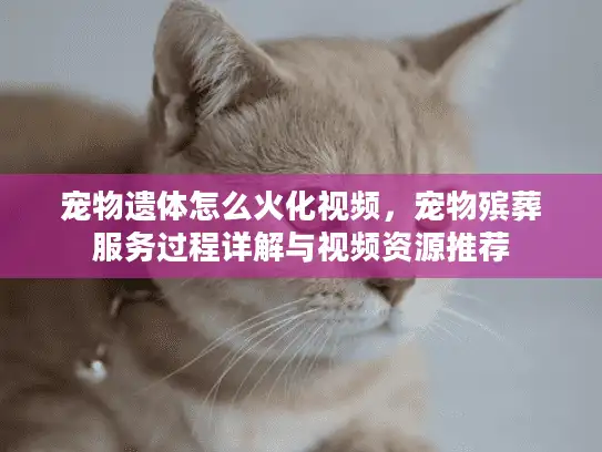 宠物遗体怎么火化视频，宠物殡葬服务过程详解与视频资源推荐