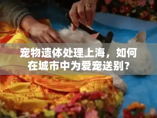 宠物遗体处理上海，如何在城市中为爱宠送别？