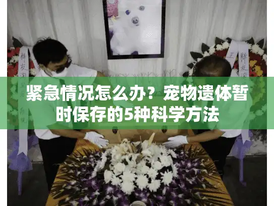 紧急情况怎么办？宠物遗体暂时保存的5种科学方法