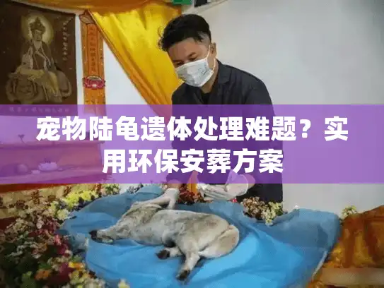 宠物陆龟遗体处理难题？实用环保安葬方案
