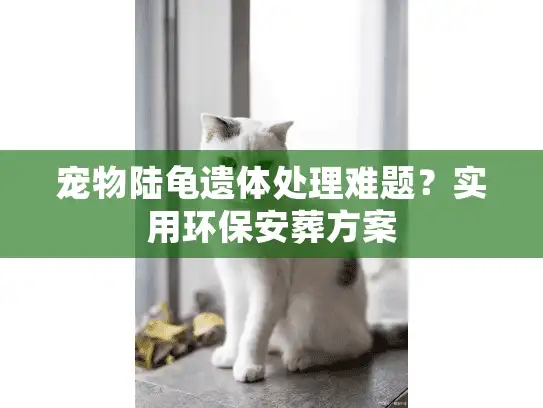 宠物陆龟遗体处理难题？实用环保安葬方案