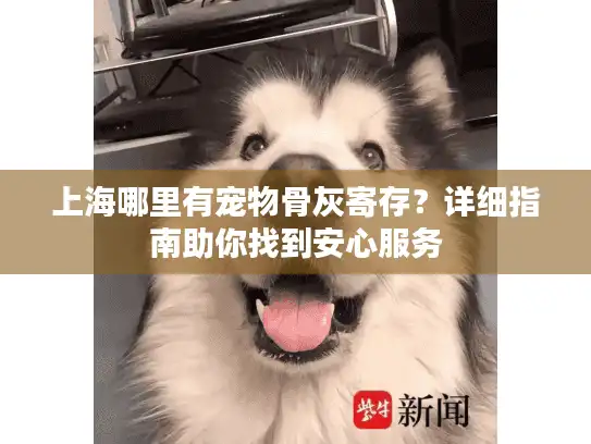 上海哪里有宠物骨灰寄存？详细指南助你找到安心服务