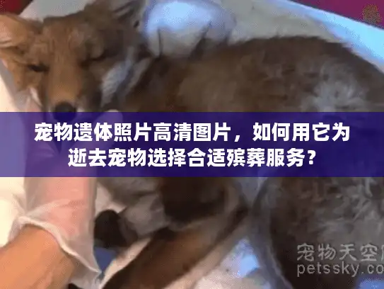 宠物遗体照片高清图片，如何用它为逝去宠物选择合适殡葬服务？